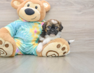 6 week old Shih Poo Puppy For Sale - Lone Star Pups