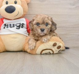 7 week old Shih Poo Puppy For Sale - Lone Star Pups