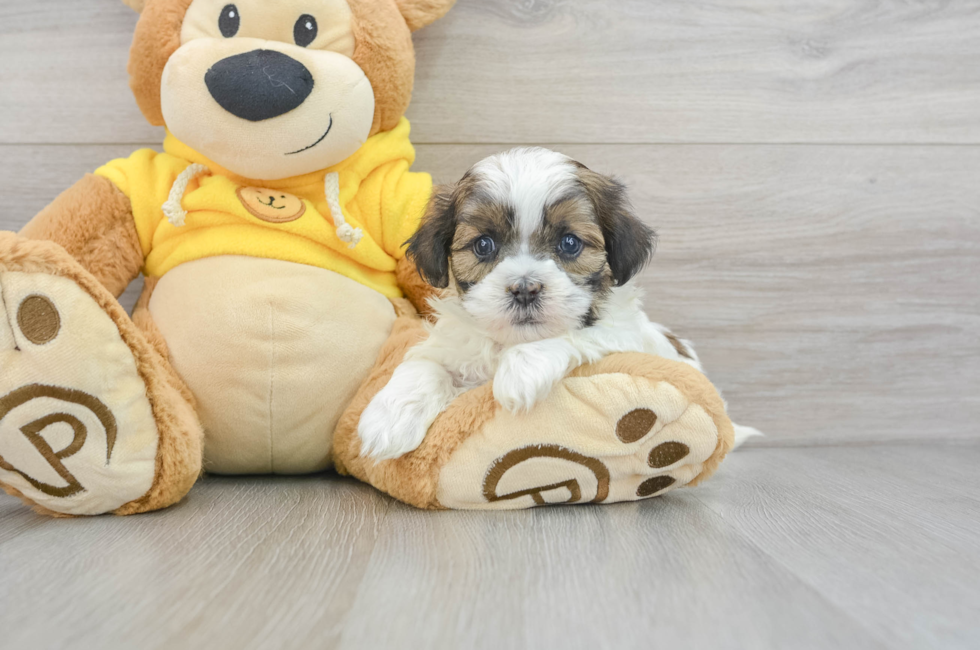 5 week old Shih Poo Puppy For Sale - Lone Star Pups
