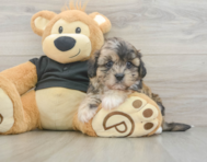 8 week old Shih Poo Puppy For Sale - Lone Star Pups