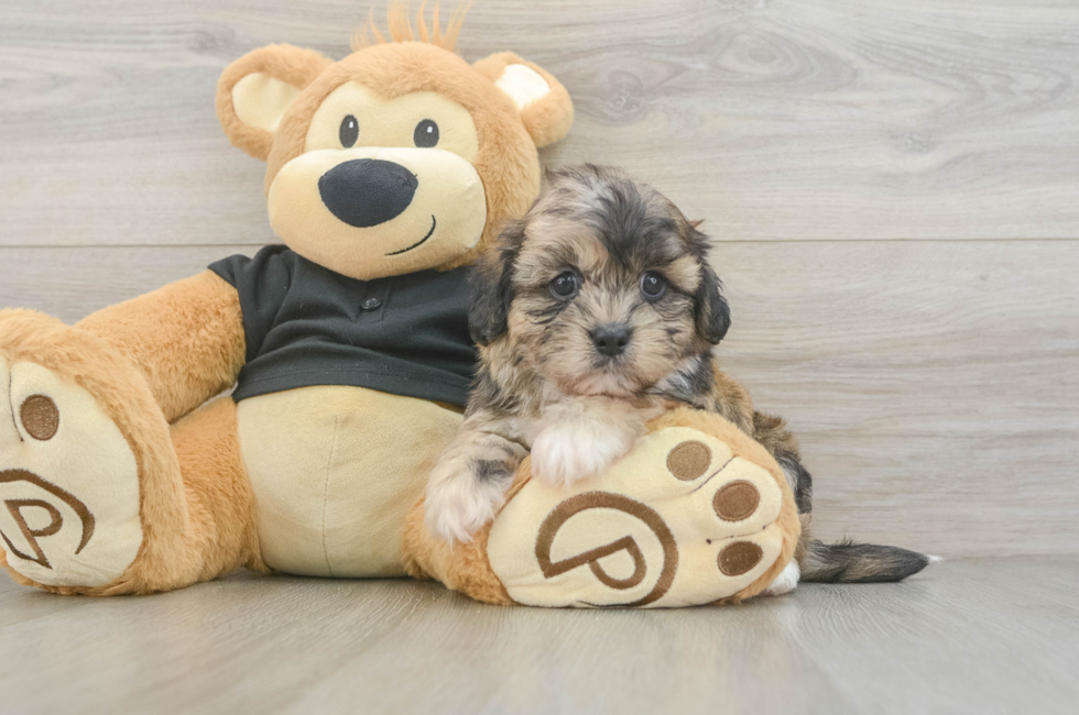 6 week old Shih Poo Puppy For Sale - Lone Star Pups