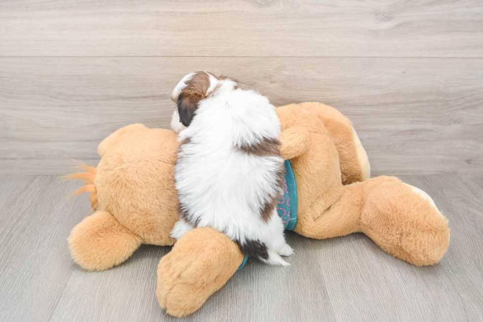 Small Shih Poo Baby