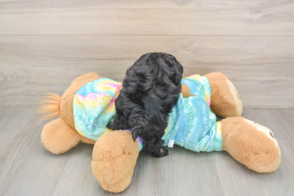 Petite Shih Poo Poodle Mix Pup