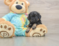 5 week old Shih Poo Puppy For Sale - Lone Star Pups