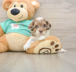 7 week old Shih Poo Puppy For Sale - Lone Star Pups