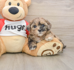 7 week old Shih Poo Puppy For Sale - Lone Star Pups