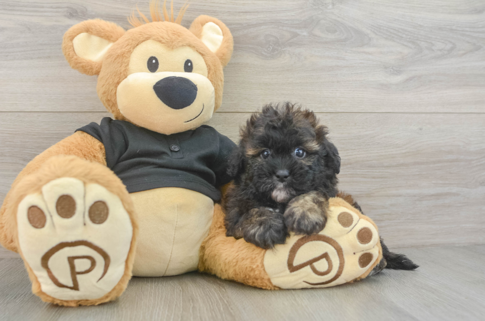 6 week old Shih Poo Puppy For Sale - Lone Star Pups
