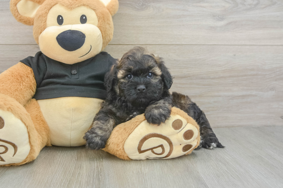 6 week old Shih Poo Puppy For Sale - Lone Star Pups