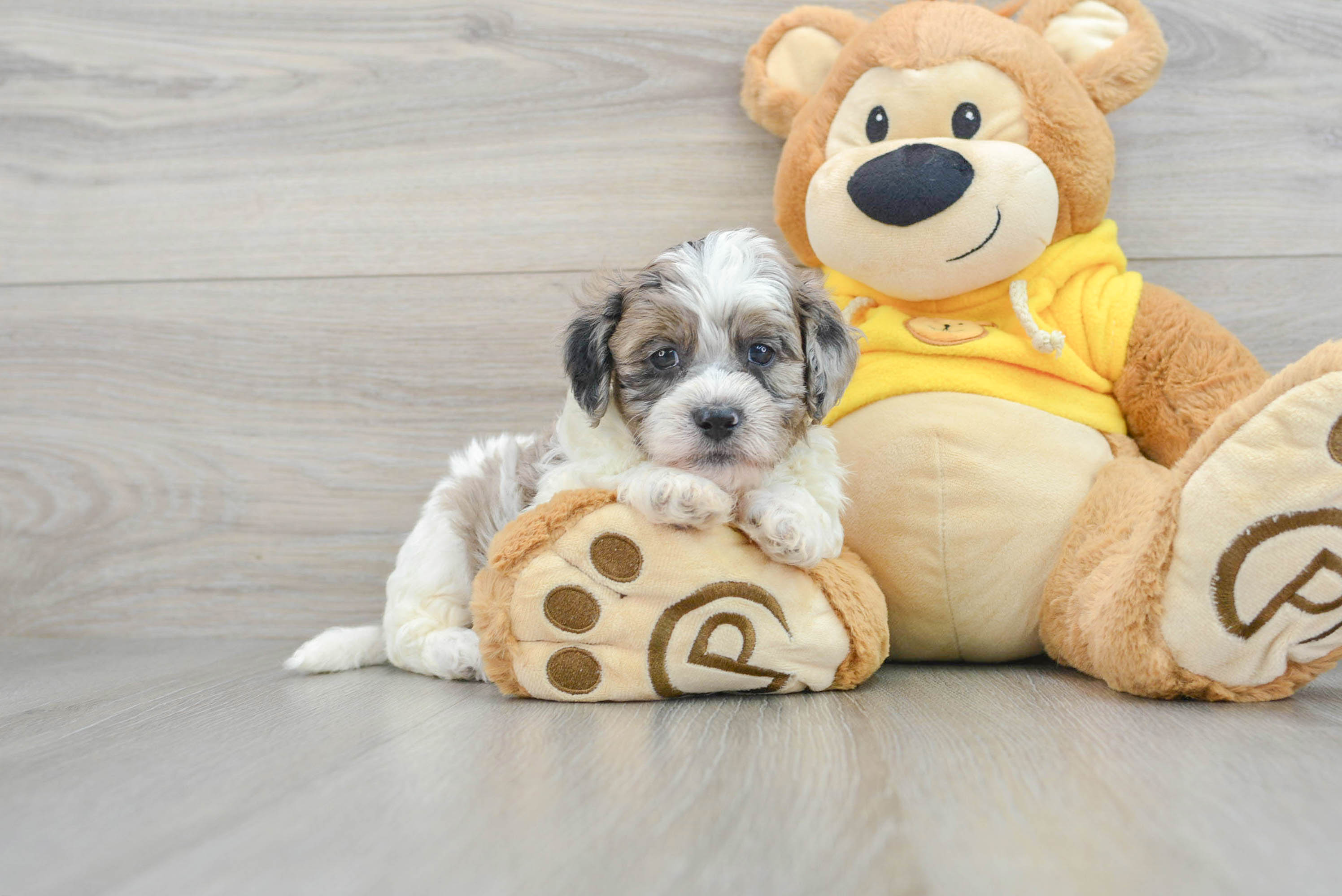 Sweet Shih Poo Baby
