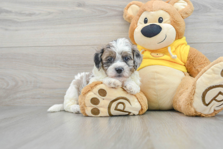 Sweet Shih Poo Baby