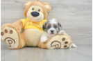 Cute Shih Poo Baby