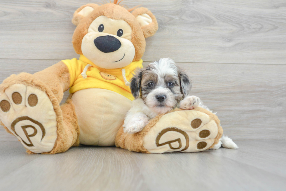Cute Shih Poo Baby