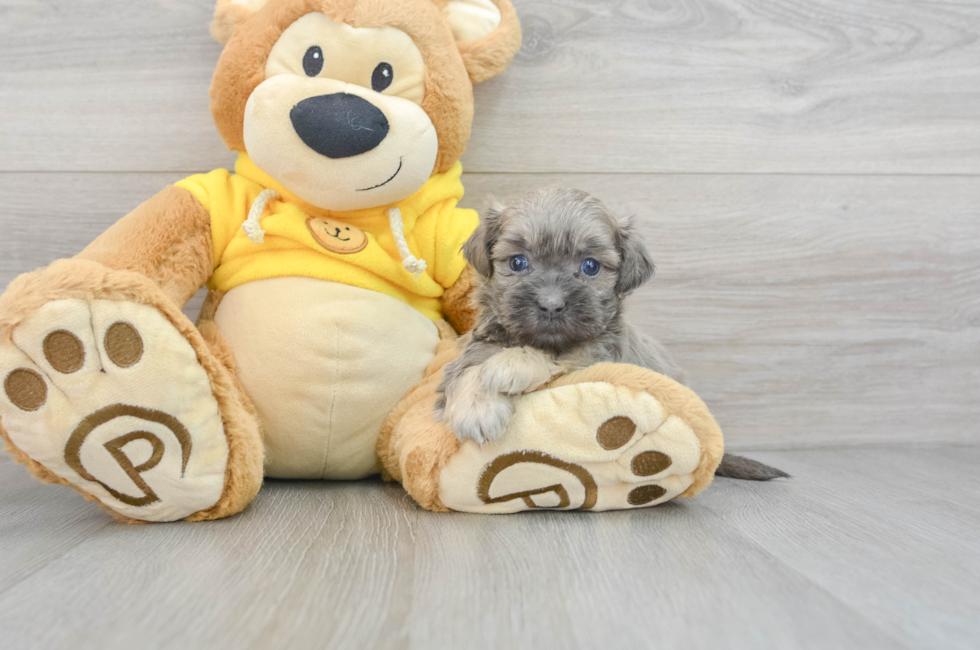 5 week old Shih Poo Puppy For Sale - Lone Star Pups