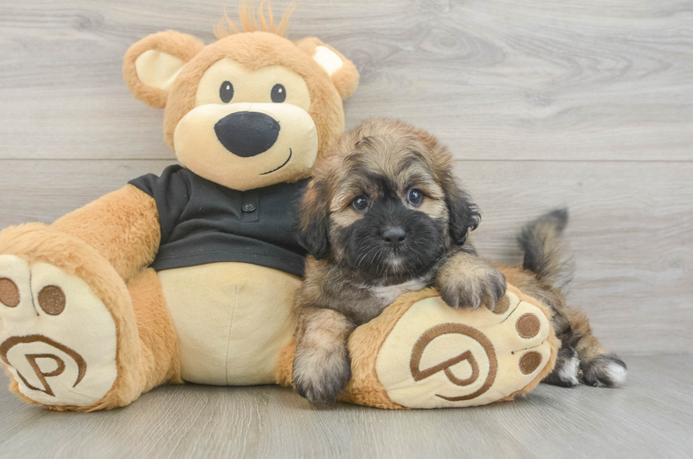 6 week old Shih Poo Puppy For Sale - Lone Star Pups