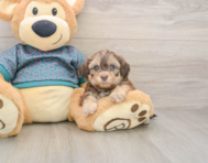 8 week old Shih Poo Puppy For Sale - Lone Star Pups