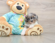 5 week old Shih Poo Puppy For Sale - Lone Star Pups