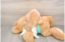 Shih Poo Pup Being Cute