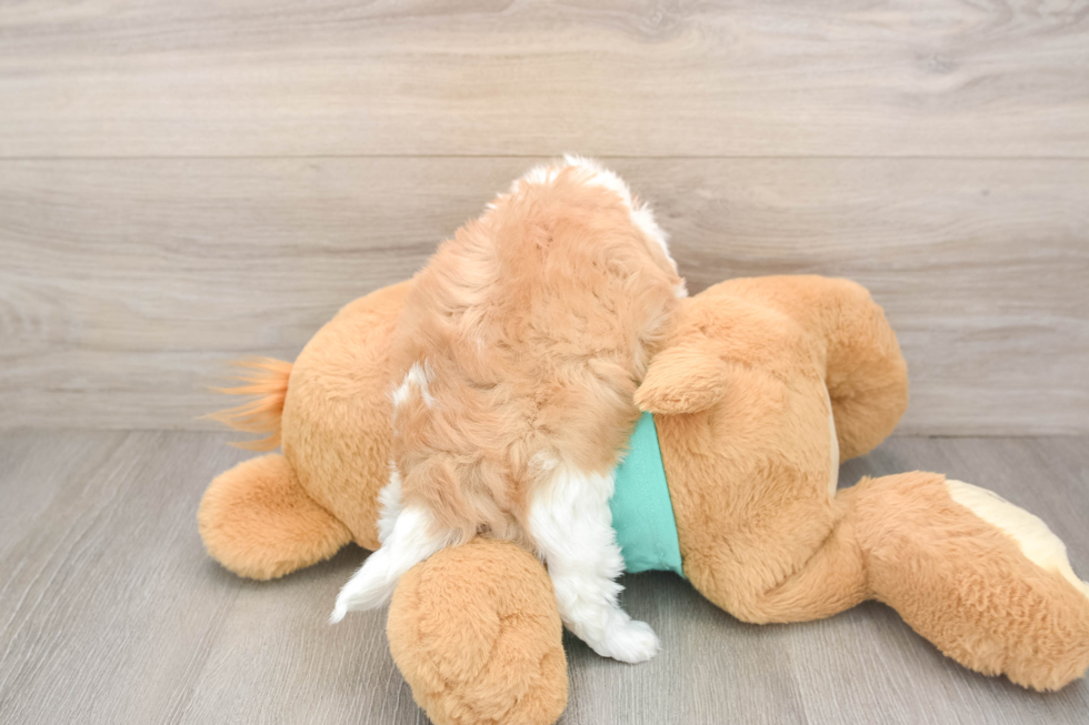 Shih Poo Pup Being Cute