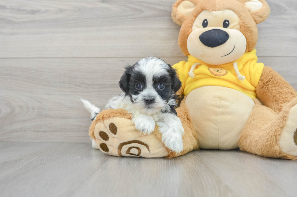 5 week old Shih Poo Puppy For Sale - Lone Star Pups