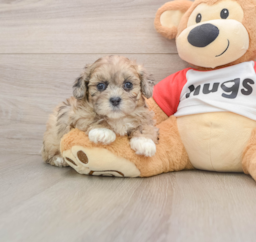 8 week old Shih Poo Puppy For Sale - Lone Star Pups