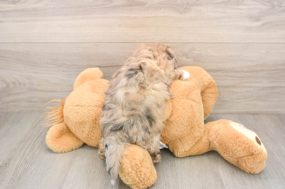 Playful Shih Poo Poodle Mix Puppy
