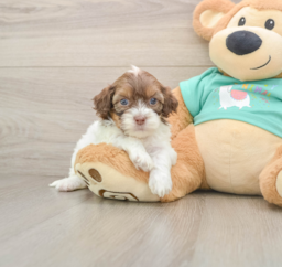 8 week old Shih Poo Puppy For Sale - Lone Star Pups
