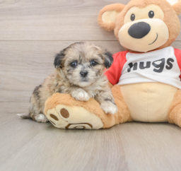 8 week old Shih Poo Puppy For Sale - Lone Star Pups