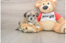 Shih Poo Puppy for Adoption