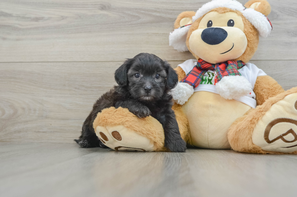 5 week old Shih Poo Puppy For Sale - Lone Star Pups