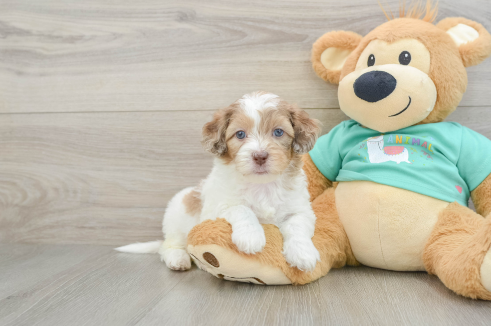 6 week old Shih Poo Puppy For Sale - Lone Star Pups