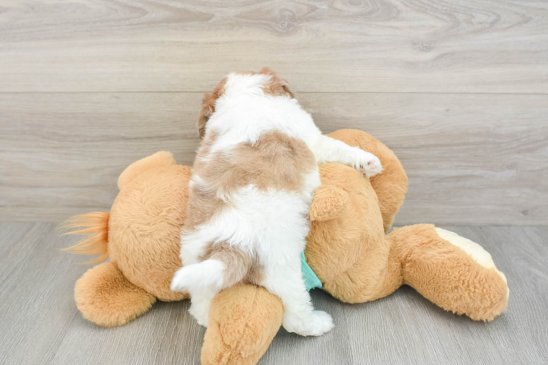 Meet Nala - our Shih Poo Puppy Photo 2/3 - Lone Star Pups