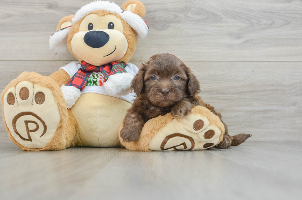 5 week old Shih Poo Puppy For Sale - Lone Star Pups