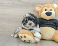 6 week old Shih Poo Puppy For Sale - Lone Star Pups