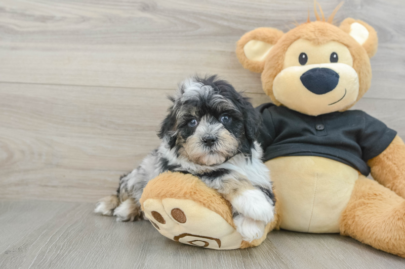 Meet Nas - our Shih Poo Puppy Photo 1/3 - Lone Star Pups