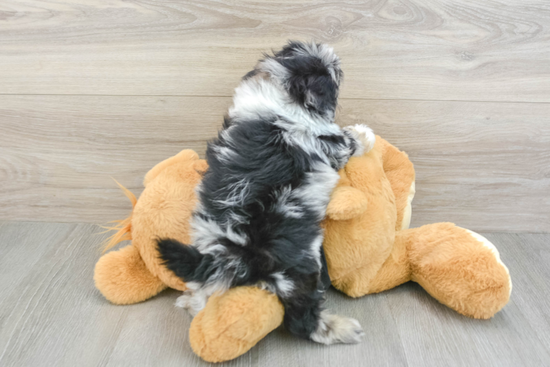 Meet Nas - our Shih Poo Puppy Photo 2/3 - Lone Star Pups