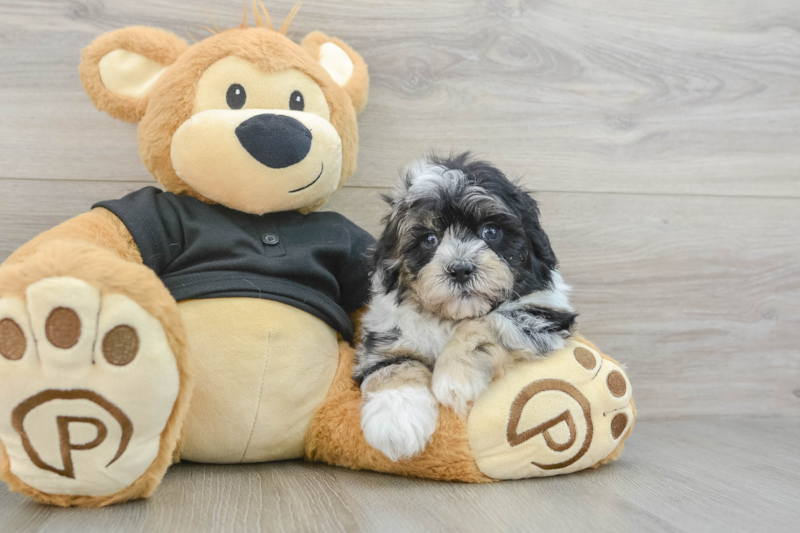 Meet Nas - our Shih Poo Puppy Photo 3/3 - Lone Star Pups