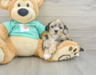 6 week old Shih Poo Puppy For Sale - Lone Star Pups