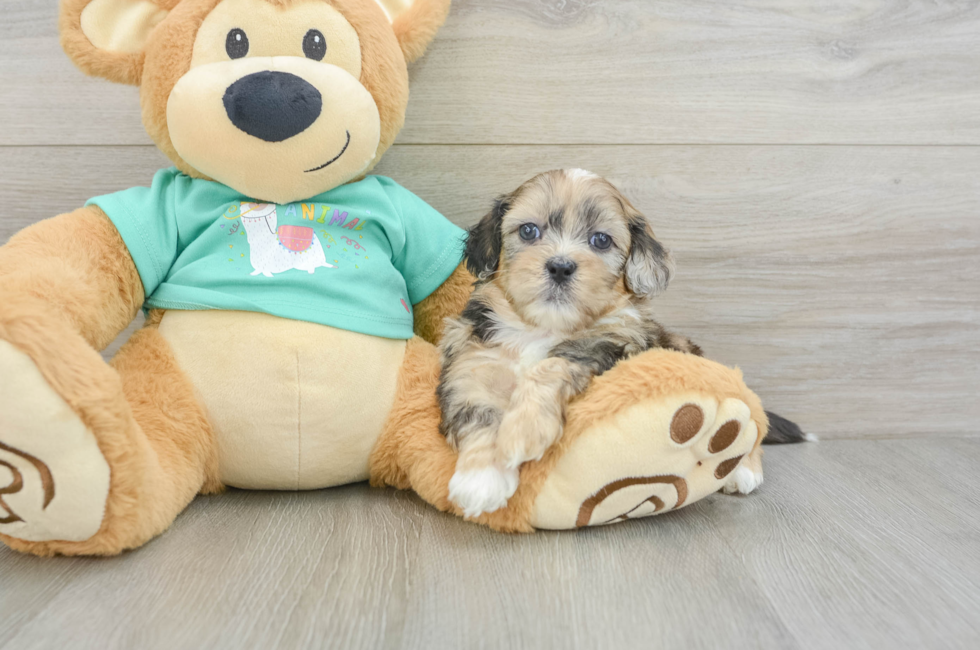 6 week old Shih Poo Puppy For Sale - Lone Star Pups