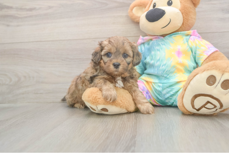 Shih Poo Puppy for Adoption