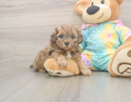 7 week old Shih Poo Puppy For Sale - Lone Star Pups