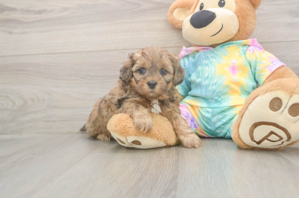 5 week old Shih Poo Puppy For Sale - Lone Star Pups