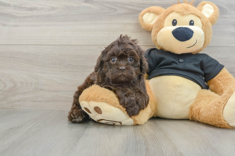 Meet Natalie - our Shih Poo Puppy Photo 1/3 - Lone Star Pups
