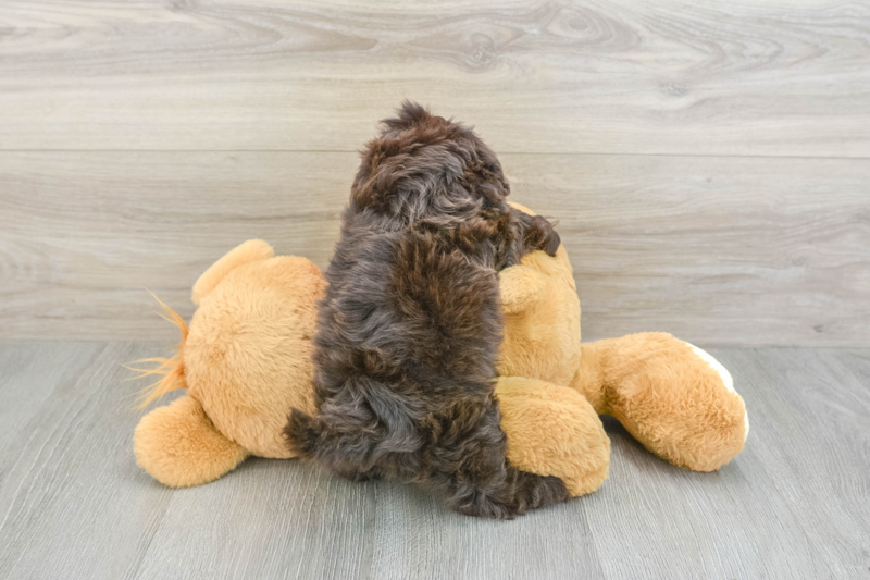 Meet Natalie - our Shih Poo Puppy Photo 2/3 - Lone Star Pups