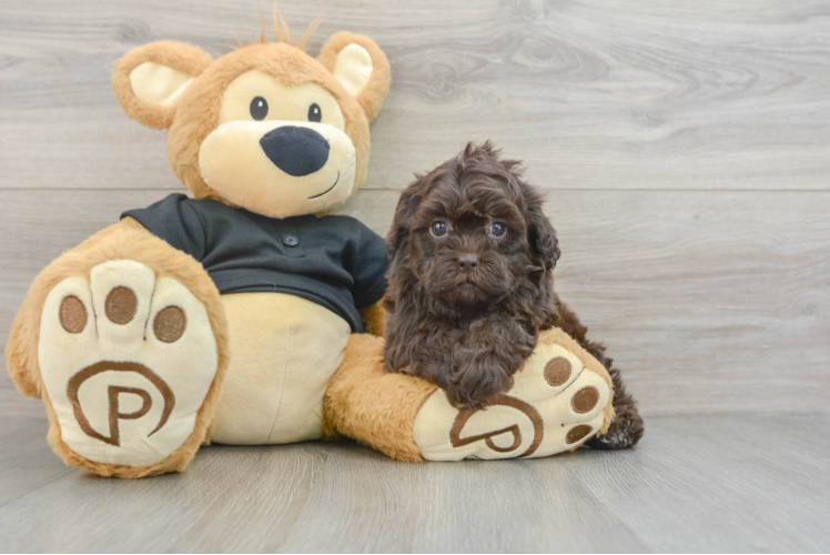 Best Shih Poo Baby