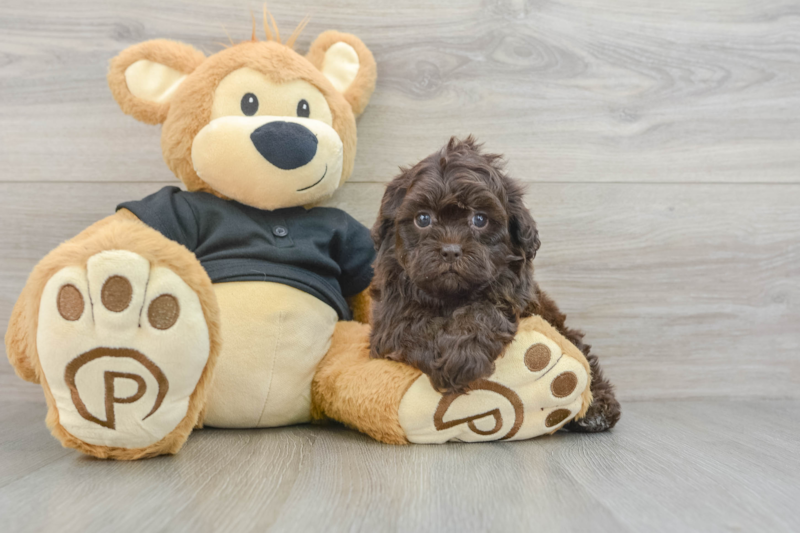 Meet Natalie - our Shih Poo Puppy Photo 3/3 - Lone Star Pups