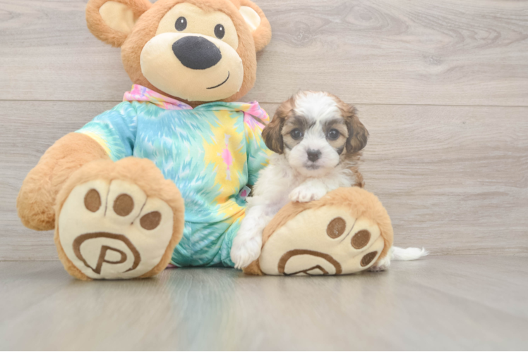 Cute Shih Poo Baby