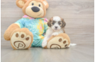 Cute Shih Poo Baby