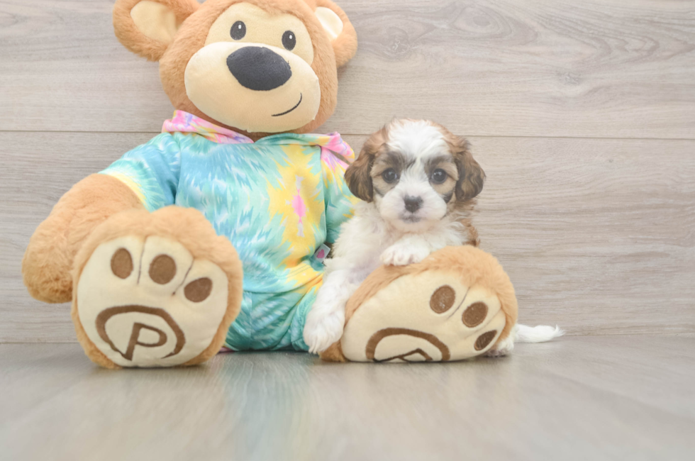 5 week old Shih Poo Puppy For Sale - Lone Star Pups