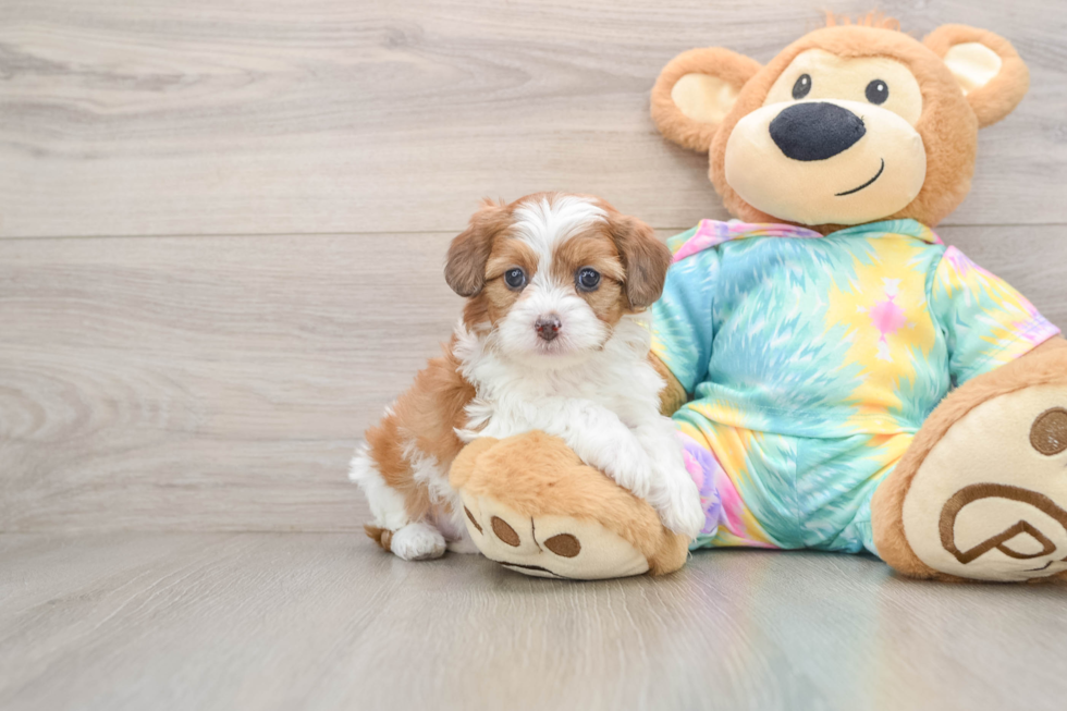 Shih Poo Pup Being Cute