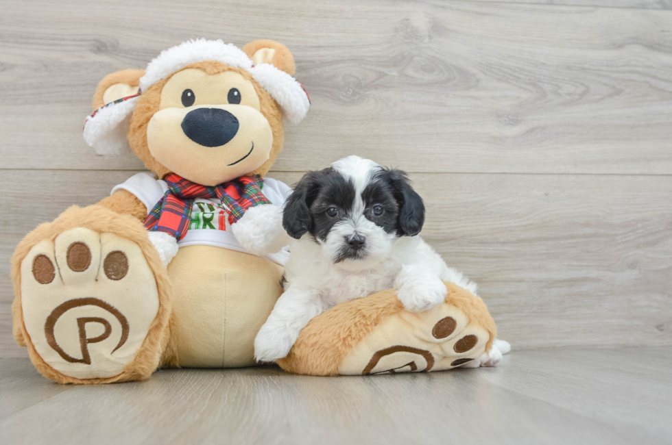 5 week old Shih Poo Puppy For Sale - Lone Star Pups